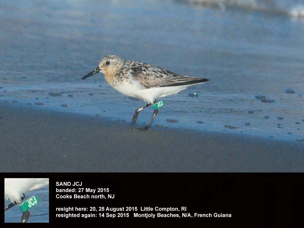SAND-BS_Sanderling