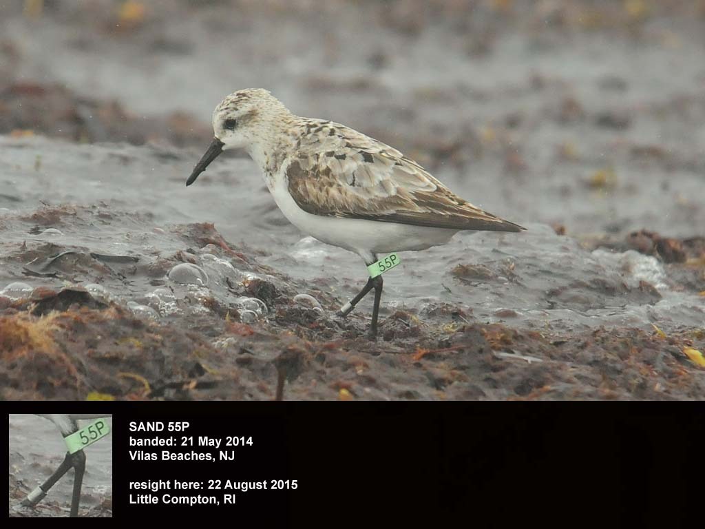 SAND-BT_Sanderling