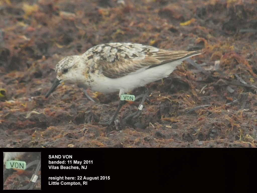SAND-BU_Sanderling