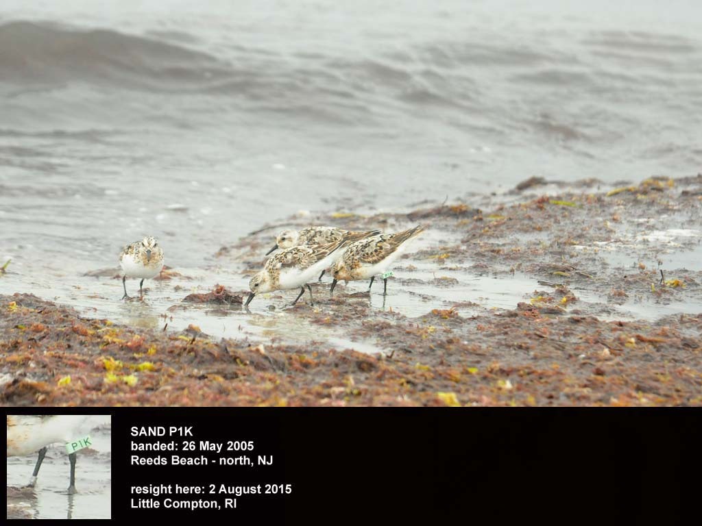 SAND-BV_Sanderling