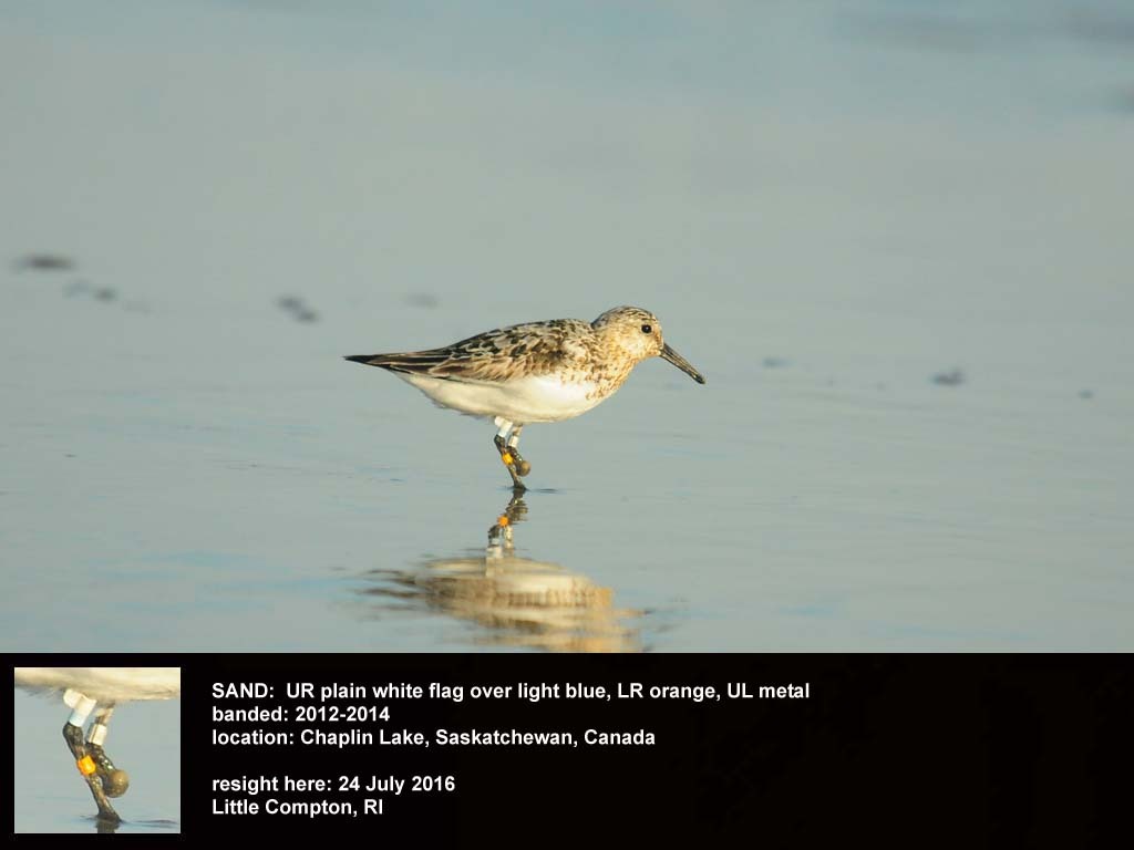 SAND-BW_Sanderling