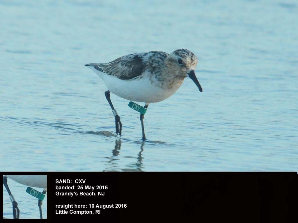SAND-BX_Sanderling