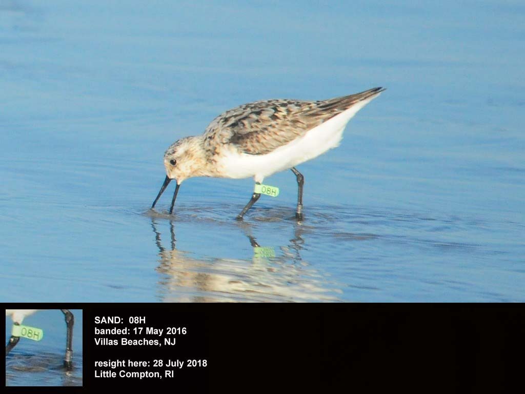 SAND-BY_Sanderling