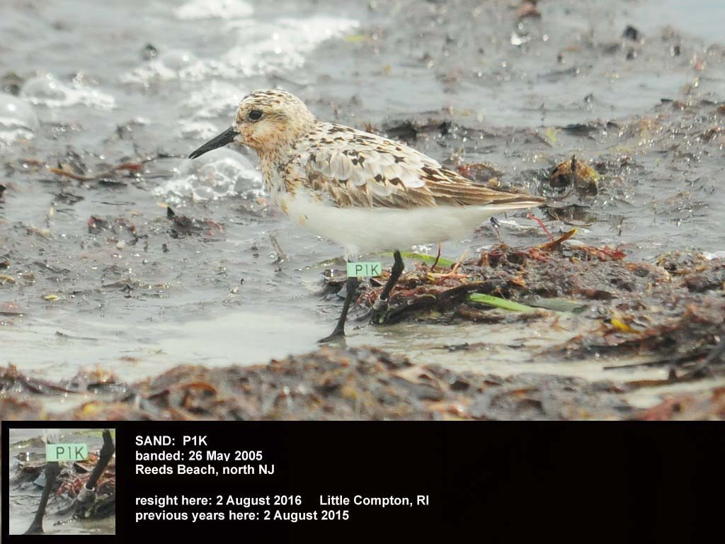 SAND-BZ_Sanderling