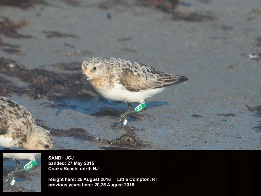 SAND-CA_Sanderling