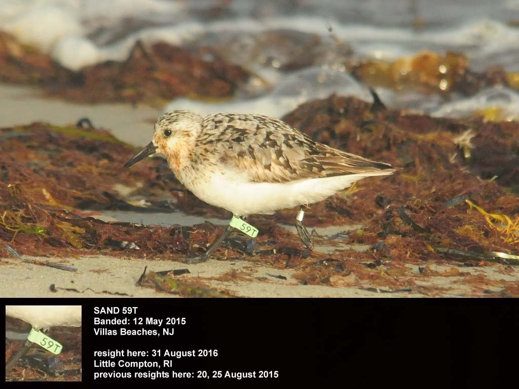SAND-CB_Sanderling