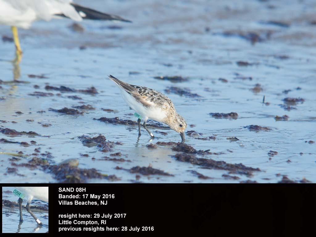 SAND-CC_Sanderling