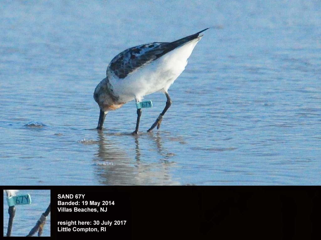 SAND-CD_Sanderling