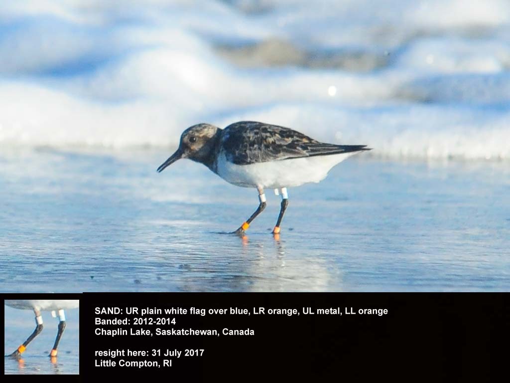 SAND-CE_Sanderling
