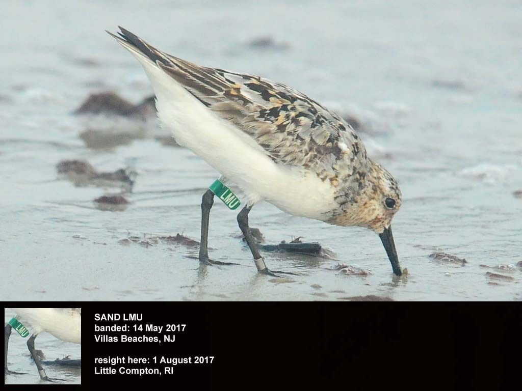 SAND-CF_Sanderling