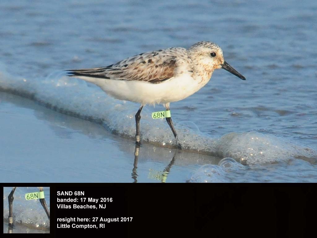 SAND-CG_Sanderling