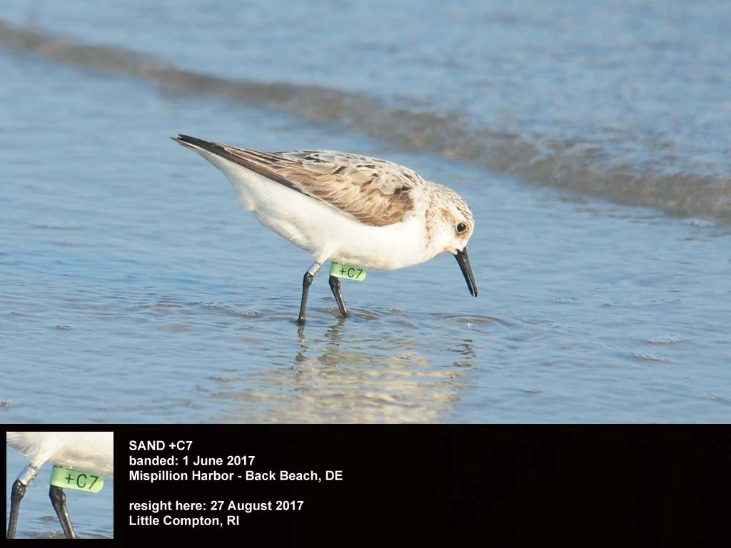 SAND-CH_Sanderling