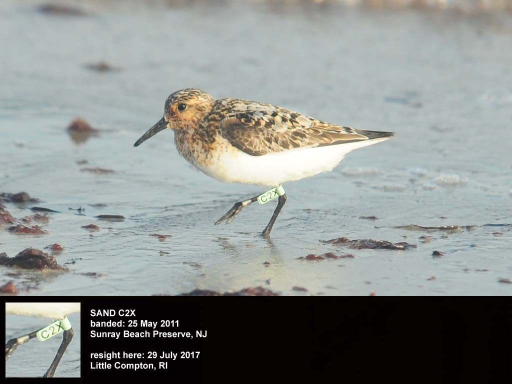 SAND-CI_Sanderling