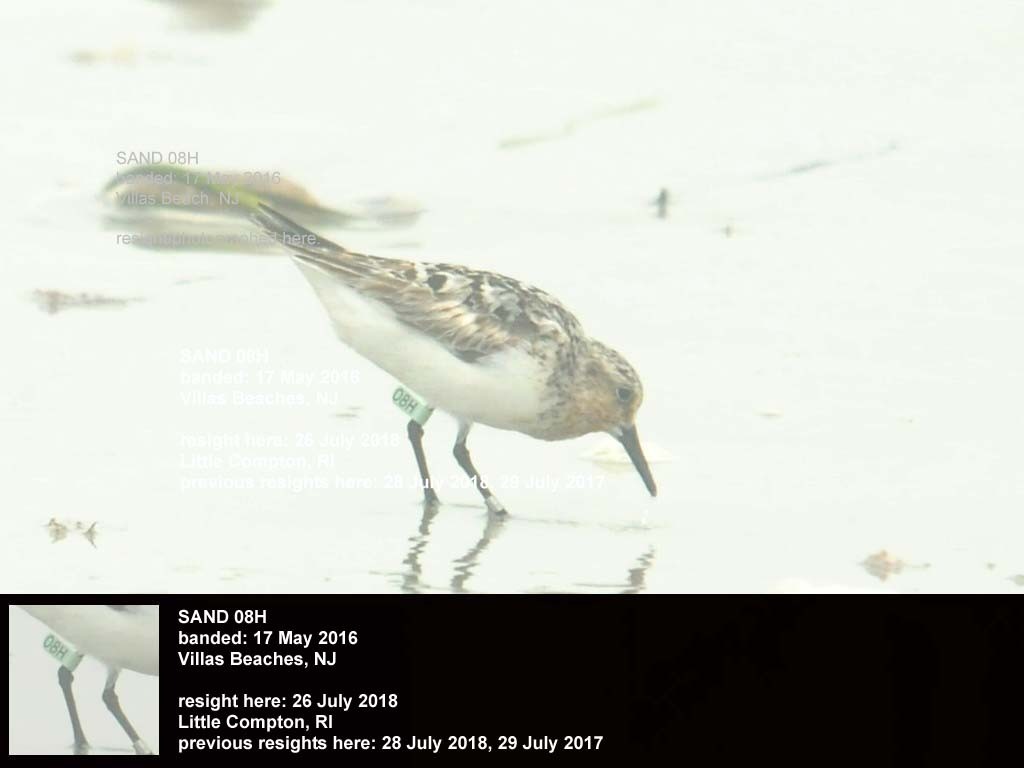 SAND-CJ_Sanderling