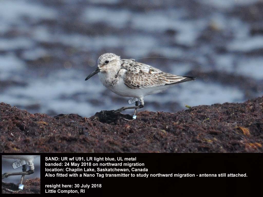 SAND-CK_Sanderling