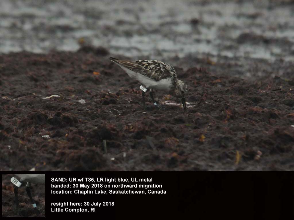 SAND-CL_Sanderling