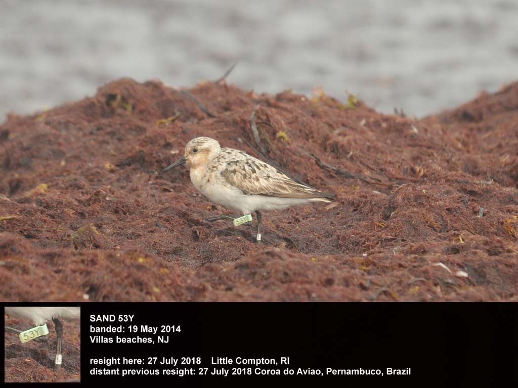 SAND-CM_Sanderling