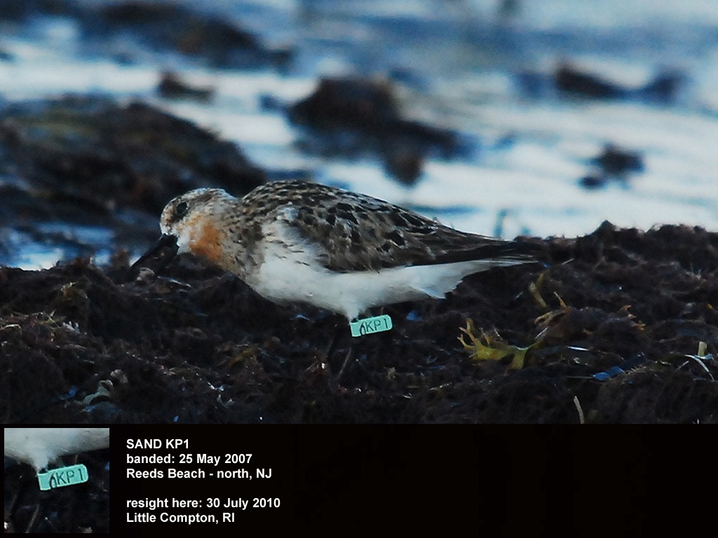 SAND-CNa_Sanderling