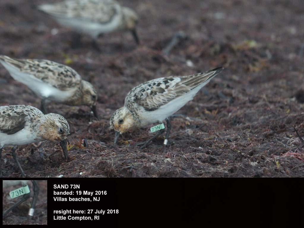 SAND-CO_Sanderling