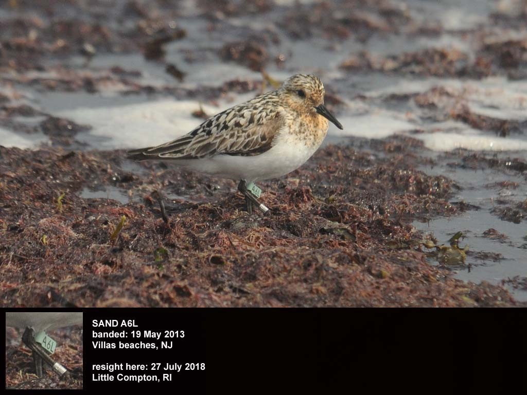 SAND-CP_Sanderling