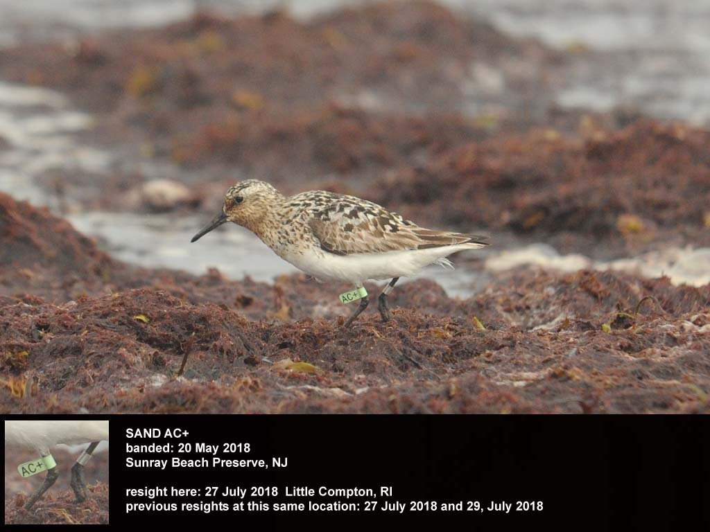 SAND-CQ_Sanderling