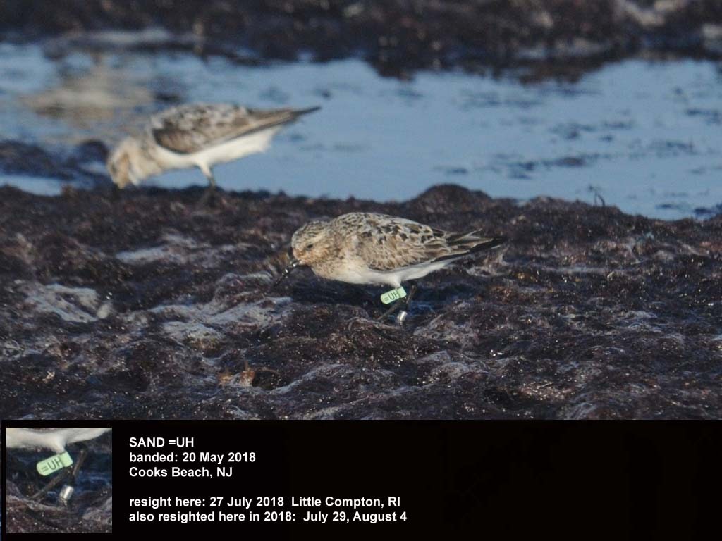 SAND-CR_Sanderling