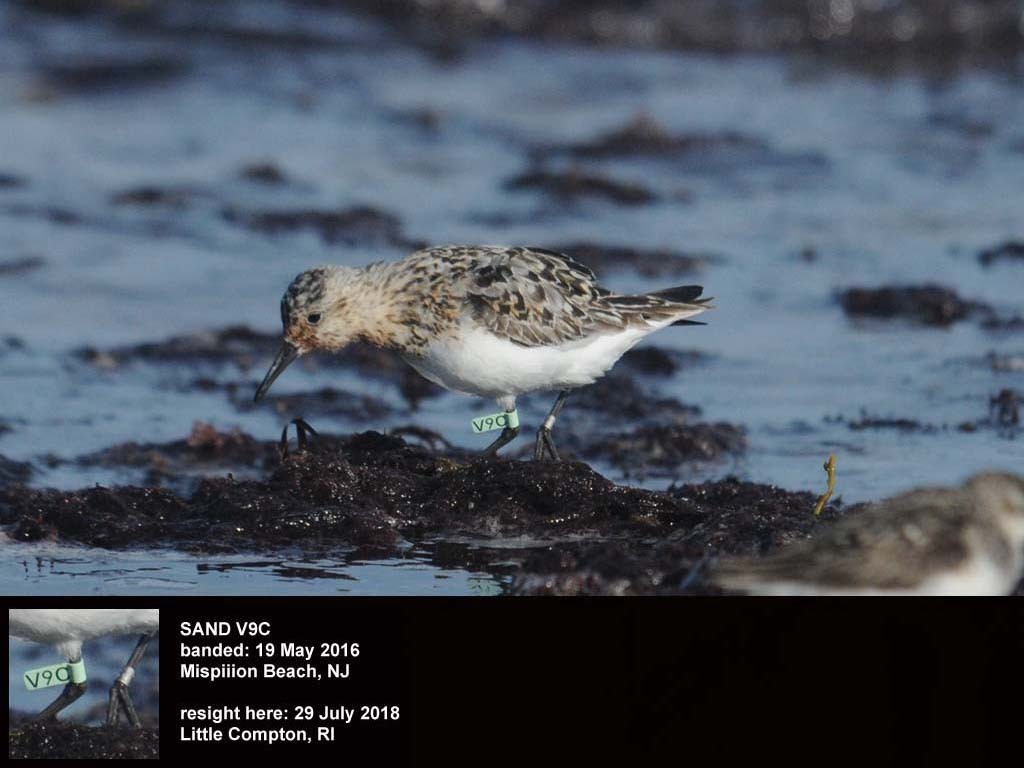 SAND-CS_Sanderling
