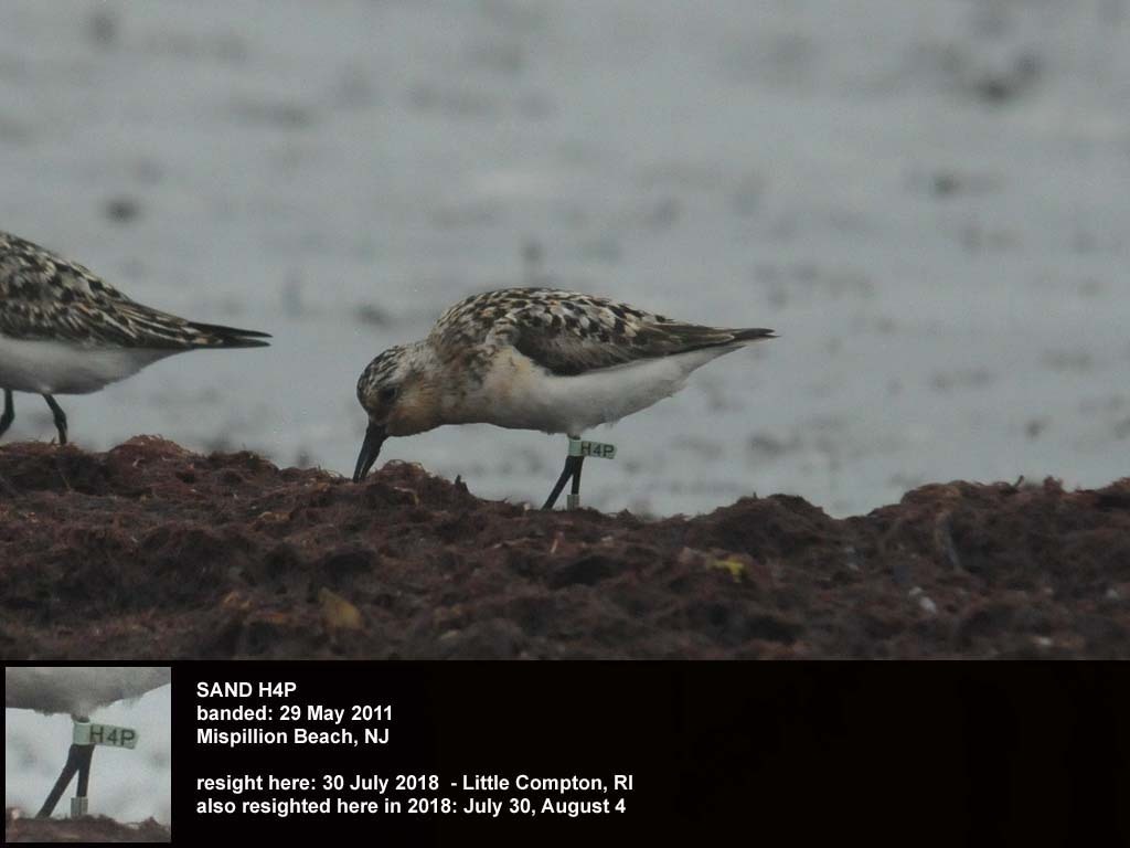 SAND-CT_Sanderling