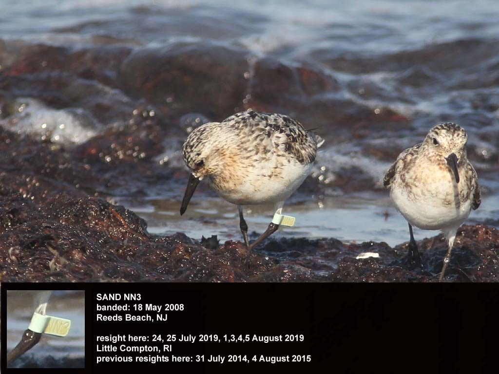 SAND-CU_Sanderling
