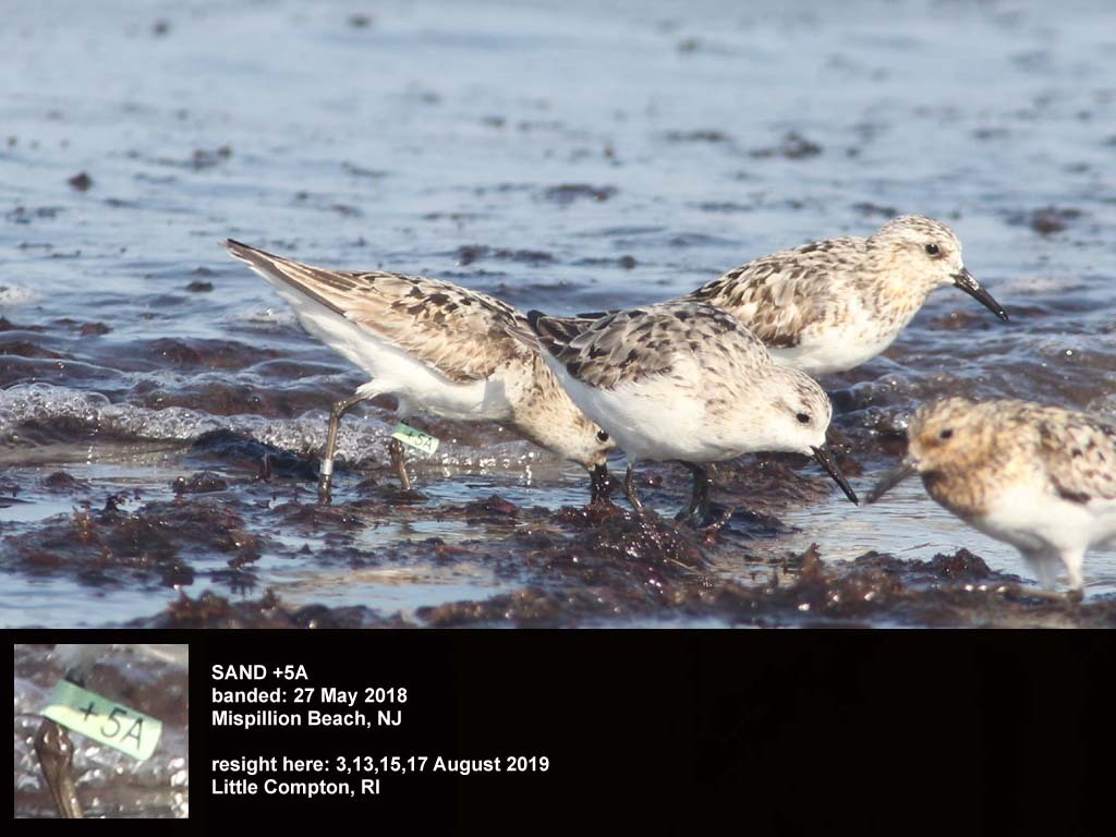SAND-CV_Sanderling