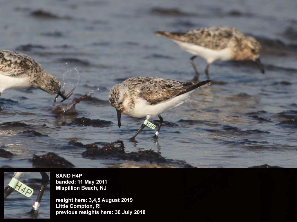 SAND-CW_Sanderling