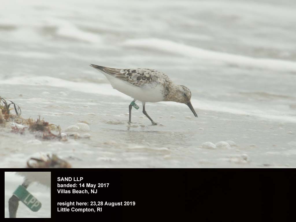 SAND-CX_Sanderling