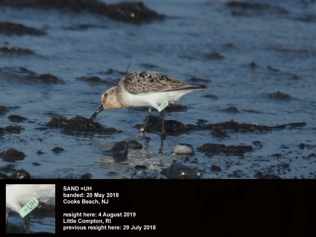 SAND-CY_Sanderling