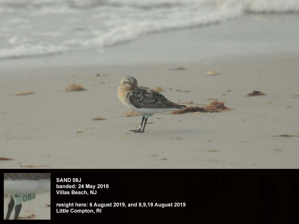 SAND-CZ_Sanderling