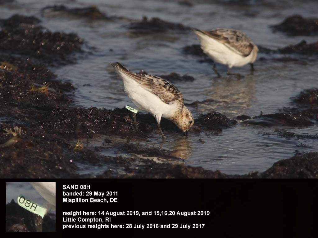 SAND-DA_Sanderling
