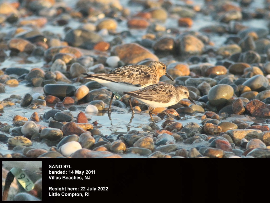 SAND-DB_Sanderling