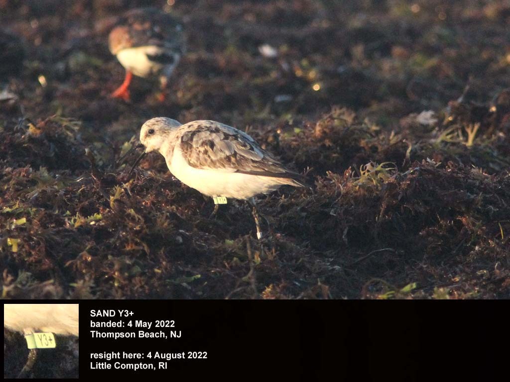SAND-DC_Sanderling