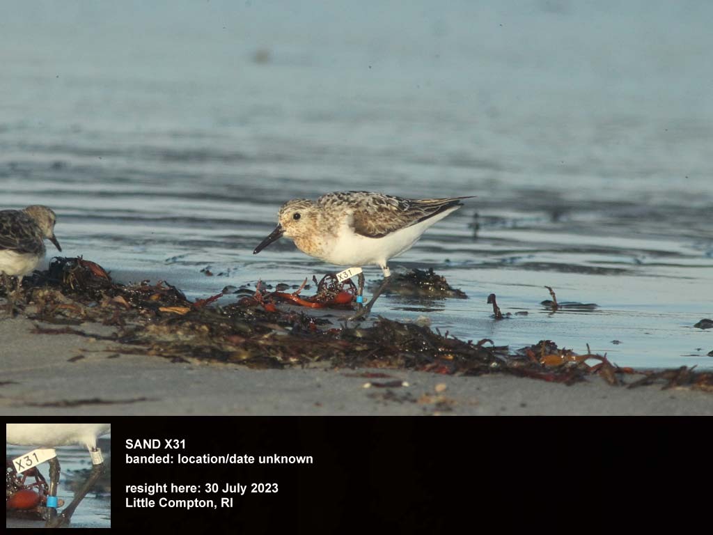 SAND-DD_Sanderling