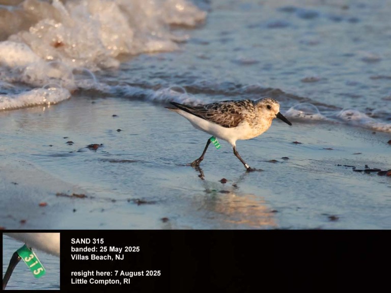 SAND-DDa_Sanderling
