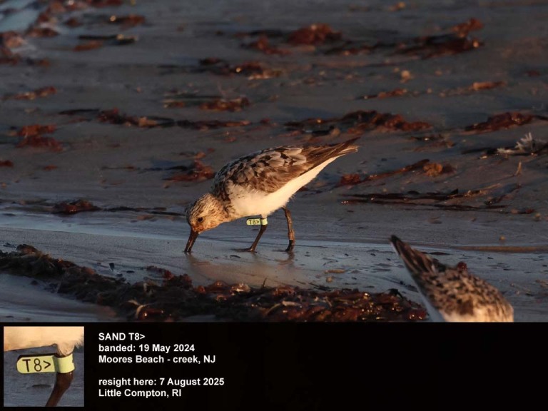 SAND-DF_Sanderling