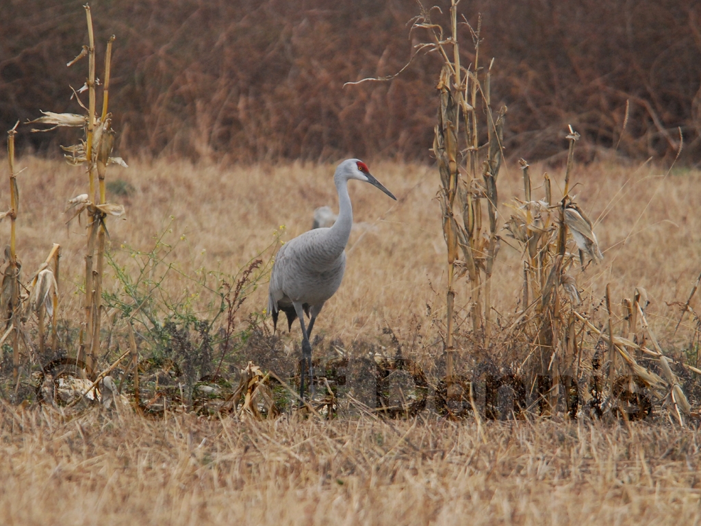 SACR-AA_Sandhill-Crane