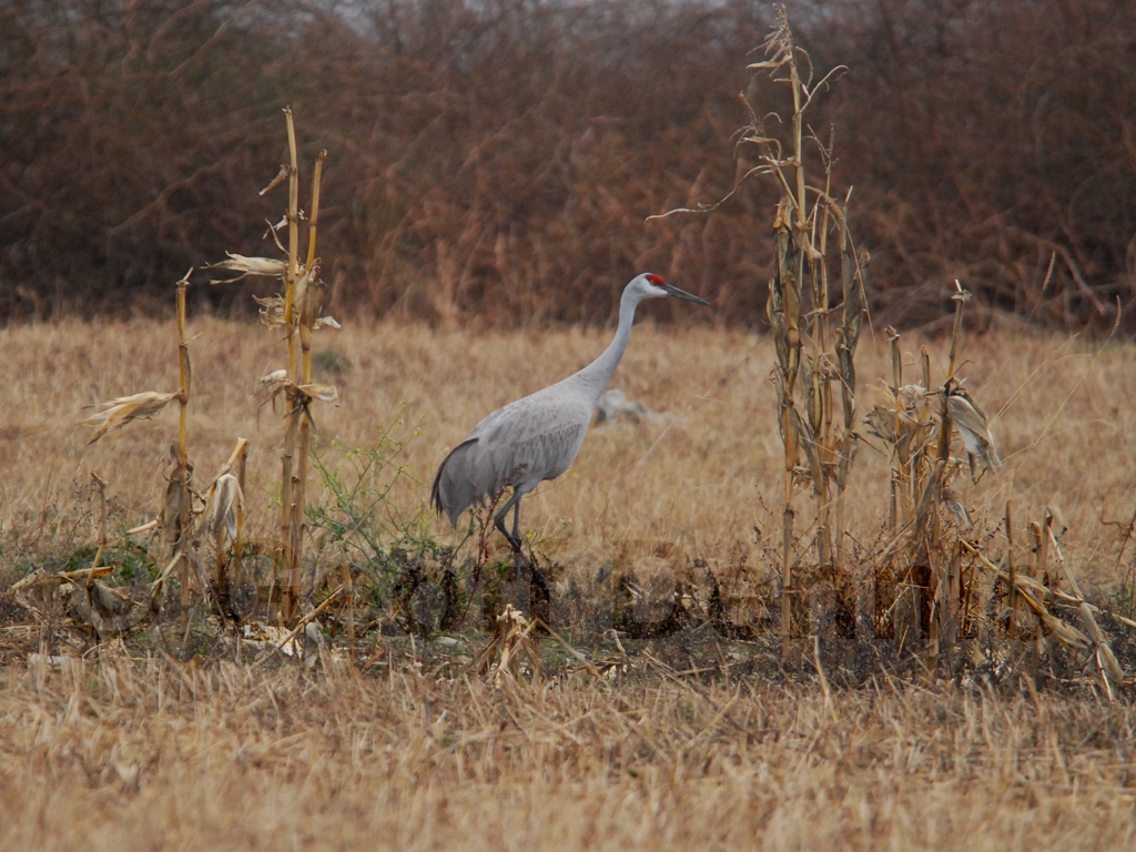 SACR-AB_Sandhill-Crane