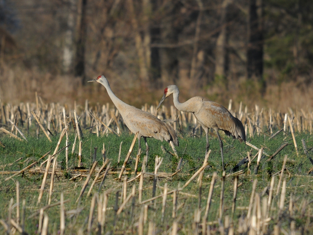 SACR-AC_Sandhill-Crane