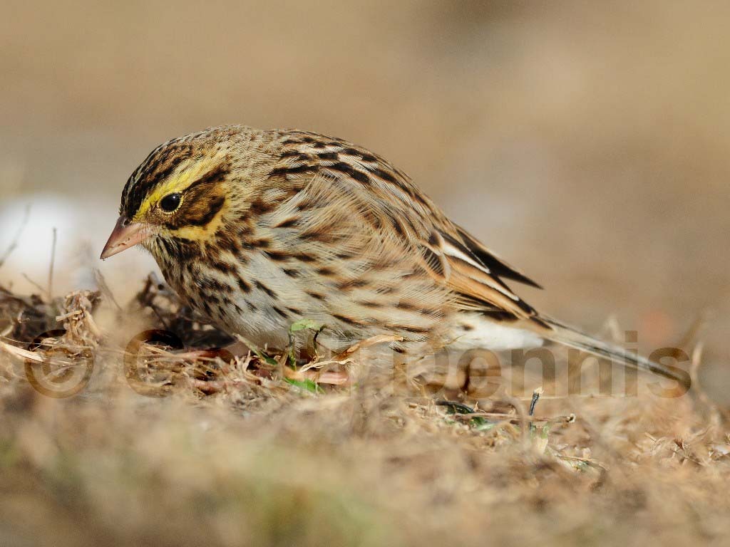 SASP-AA_Savannah-Sparrow