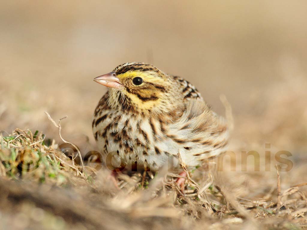 SASP-AB_Savannah-Sparrow
