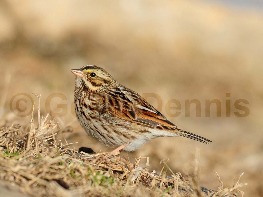 SASP-AC_Savannah-Sparrow