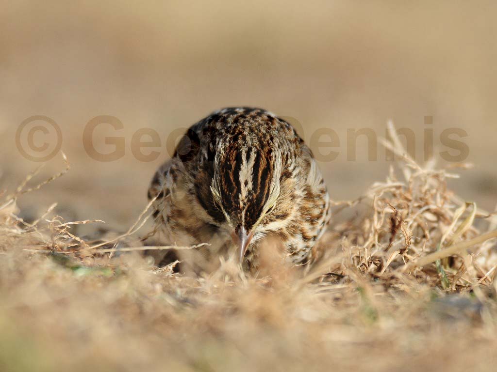 SASP-AD_Savannah-Sparrow