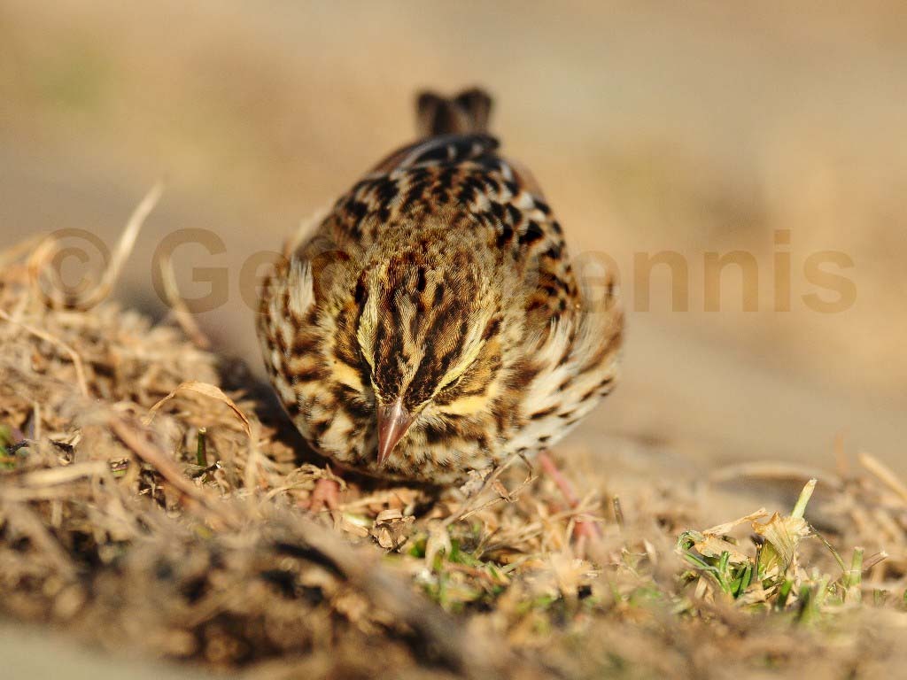 SASP-AE_Savannah-Sparrow