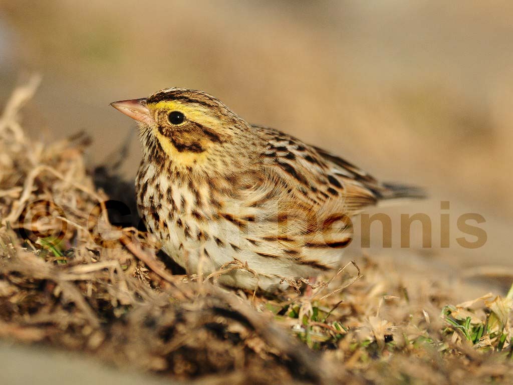 SASP-AF_Savannah-Sparrow