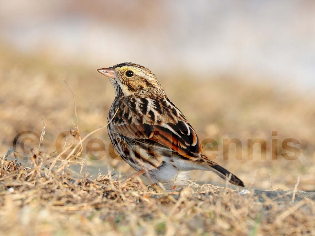 SASP-AG_Savannah-Sparrow